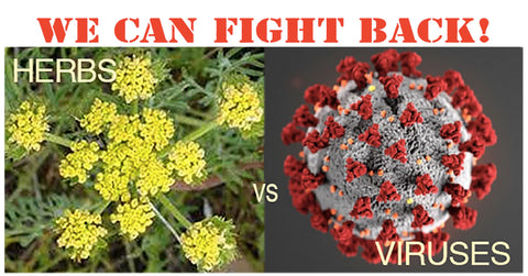 Herbs vs Viruses for WP