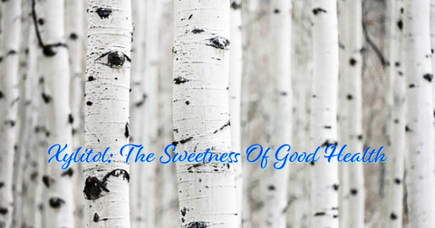 Xylitol Birch Trees WP