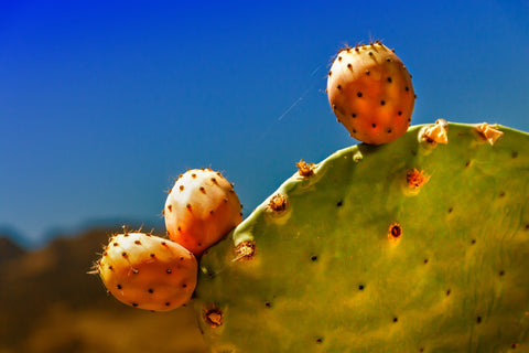 cactus-4257285