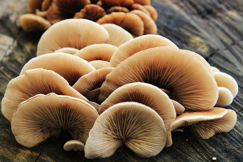 mushroom-4557852_1920