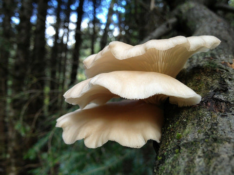 mushrooms-295823_1280
