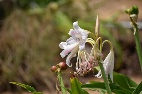 1200px-Crinum_latifolium_Flowers_2