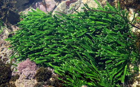 1200px-Green_seaweed_Turimetta_south