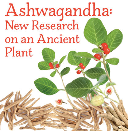 Ashwagandha Plant