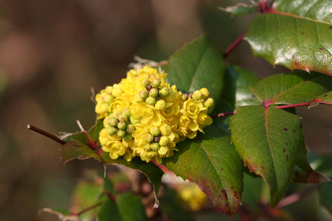 Berberis_aquifolium-01_(xndr)