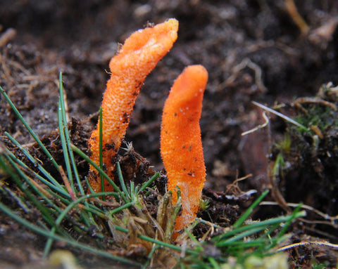 Cordyceps
