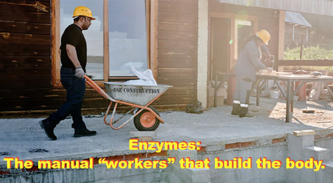 Enzyme Construction WP
