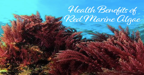 Red Marine Algae at Sea WP