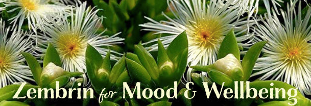 Zembrin for Mood & Wellbeing – Evergreen Nutrition