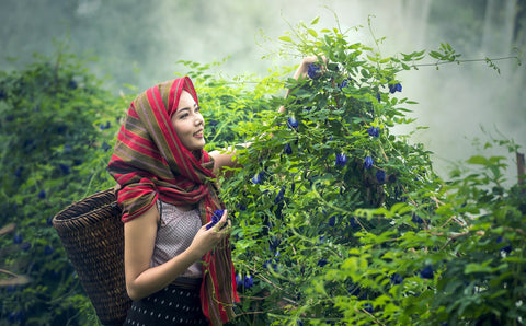agriculture-1807549_1920