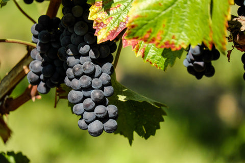 branch-plant-grape-fruit-berry-flower-799852-pxhere.com