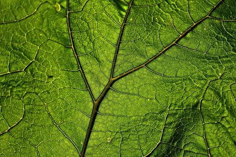 butterbur-3469942_1920