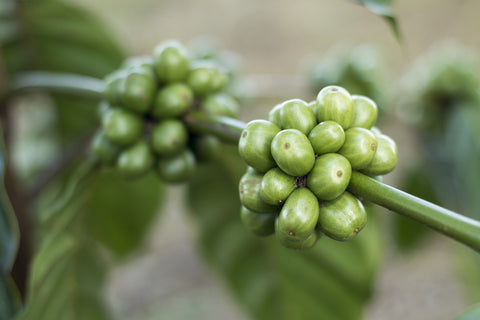 coffee-1869340_1920