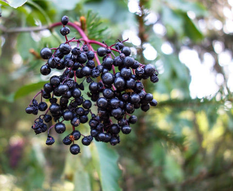 elder-4300267