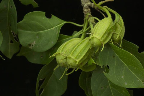 hintonia