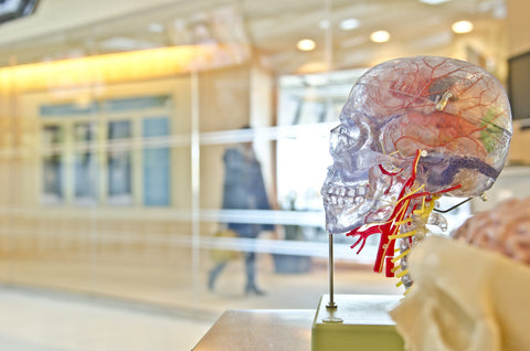 human-memory-medicine-skull-health-art-595618-pxhere.com