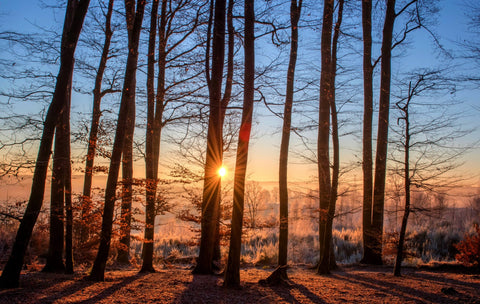 landscape-tree-nature-forest-wilderness-branch-1203027-pxhere.com