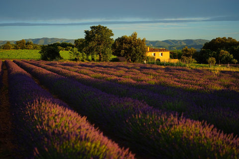 lavender-field-evening...-evening-1595559(1)