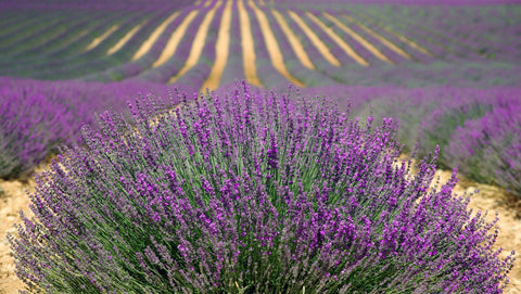 lavenders-894919_1920