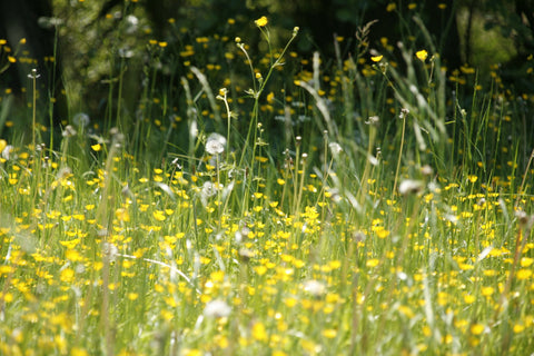 meadow-123280_1920