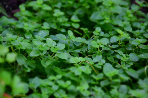 oregano-4388722_1920