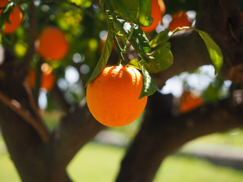 tree-nature-branch-plant-fruit-sweet-667163-pxhere.com