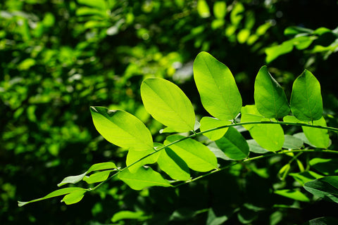 tree-nature-forest-grass-branch-light-712159-pxhere.com