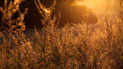tree-nature-forest-grass-sunshine-sun-287-pxhere.com