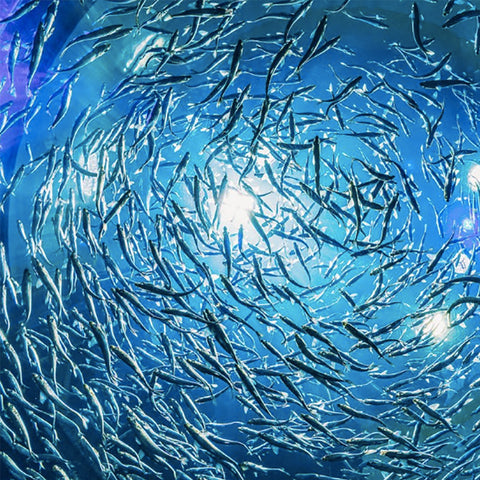 Fish Oil / EFA