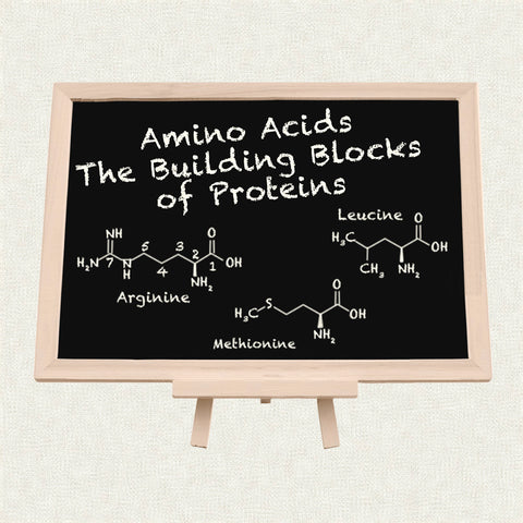 Amino Acids