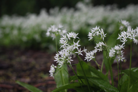 Flower Essences