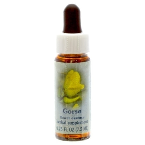HH GORSE, 1/4 OZ.