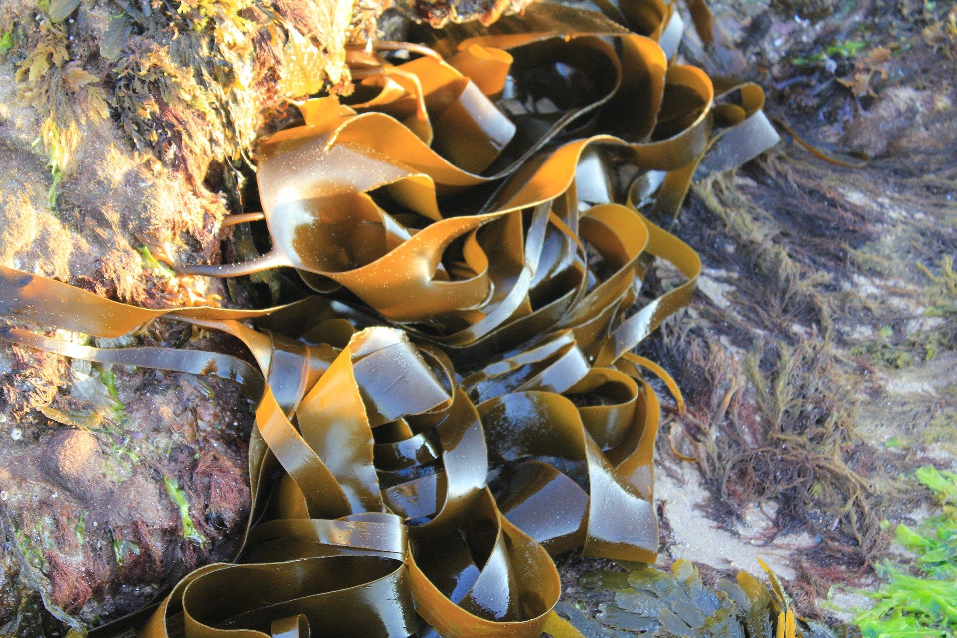 Kelp Seaweed