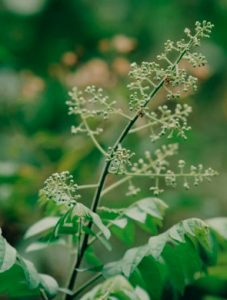 Neem Flowers