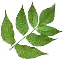 Neem Leaves