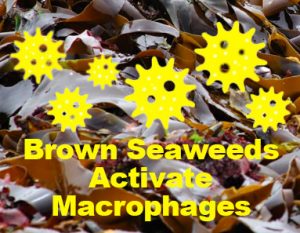 Brown Seaweed Activate Macrophages